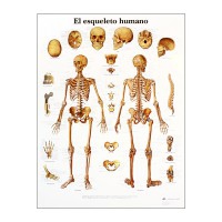 Anatomiediagramm: Menschliches Skelett